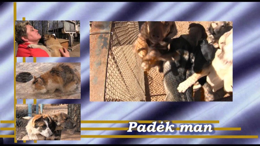 Как дела в приюте «Padėk man»? - В Висагинасе