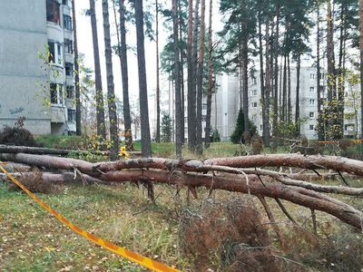 Когда участки государственного леса передадут самоуправлению? (видео) - В Висагинасе