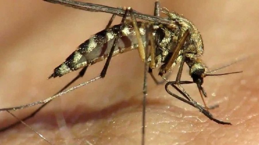 Комары мутанты спасут Бразилию - Наука и здоровье