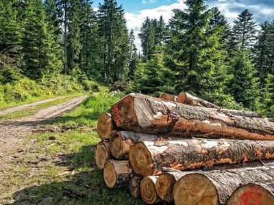В Вильнюсском районе из-за нашествия короеда-типографа объявлено стихийное бедствие - Новости регионов