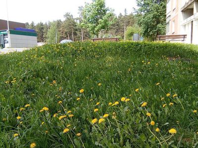 Предварительный график кошения травы - В Висагинасе