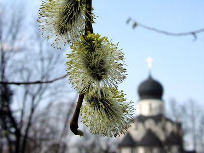 Православные отмечают Вербное воскресенье - Культурные и спортивные мероприятия