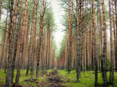 Создается комиссия по охране и культивированию зеленых насаждений - В Висагинасе