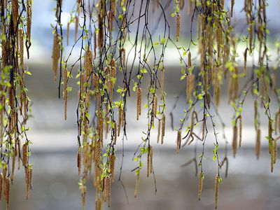 Sekminės Visagine - Visagine