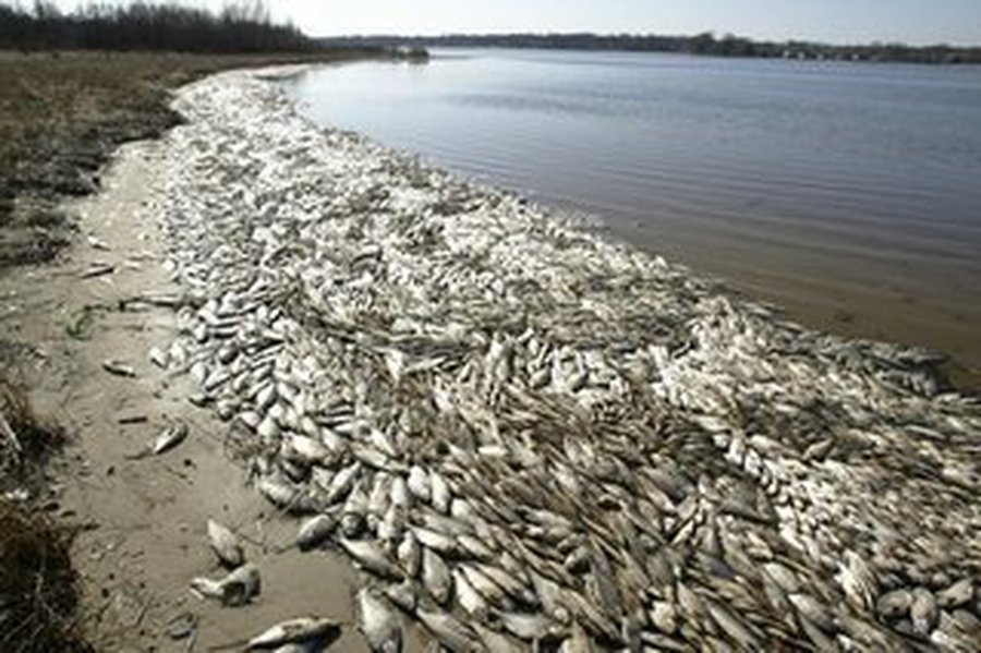 Морское побережье у Клайпеды усеяно тоннами рыбы                                          - Наука и здоровье