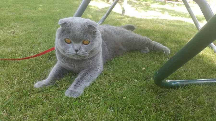 Участник №15 конкурса «Мой домашний любимец» - Конкурсы для читателей