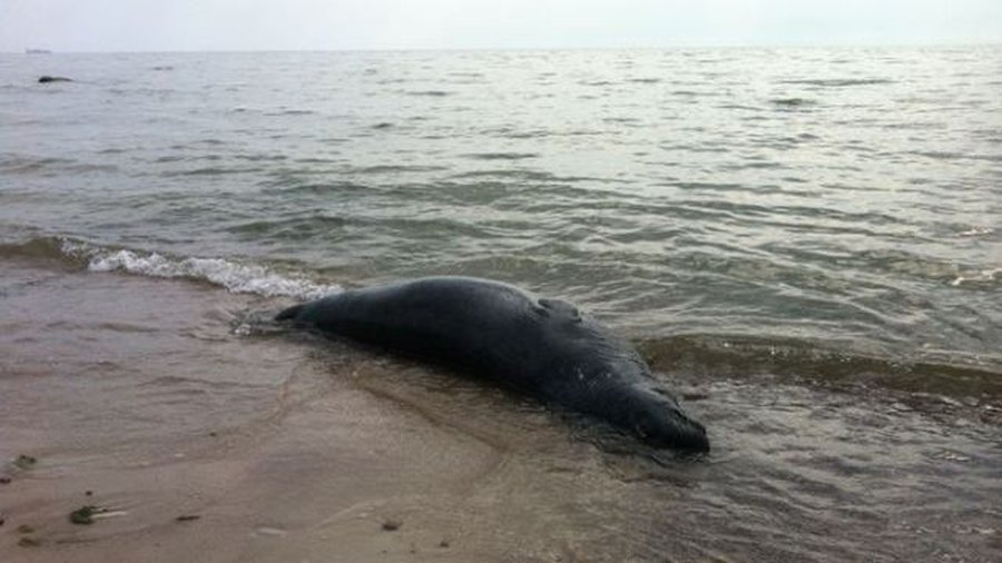 За три дня Балтийское море выбросило на берег шесть тюленей  - Литва и страны Балтии
