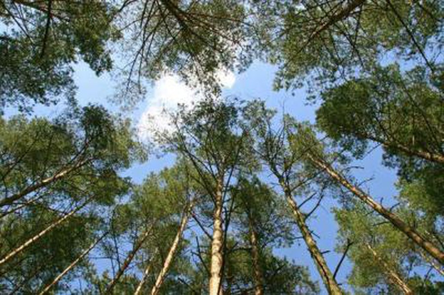 Erkių aktyvumo pikas gali užtrukti porą mėnesių - Lietuva ir Baltijos šalys