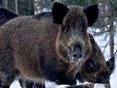 АСЧ был выявлен у кабанов в районе, прилегающем к  Висагинскому самоуправлению: - Литва и страны Балтии