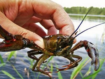 По слухам и авторитетно: что случилось с раками на оз. Луодис? - В Висагинасе