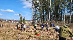 Prasidėjo pirmieji miškasodžiai: per dieną pasodinta beveik 44 tūkst. medelių