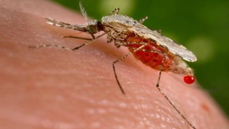В Клайпеде зафиксирован случай малярии - Наука и здоровье