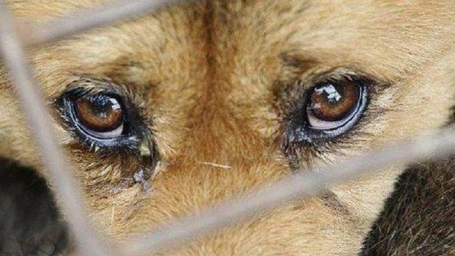 Už žiaurų elgesį su gyvūnais siūloma iki 5 metų uždrausti juos laikyti - Lietuva ir Baltijos šalys