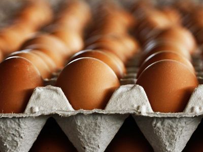 Евросоюз запретил ввоз мяса птицы c Украины – Госпродпотребслужба - Наука и здоровье