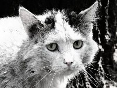«Кому он нужен, этот Васька?»
                 - В Висагинасе