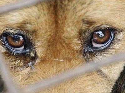 Už žiaurų elgesį su gyvūnais siūloma iki 5 metų uždrausti juos laikyti - Lietuva ir Baltijos šalys