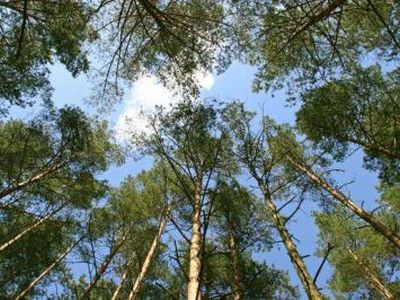 Erkių aktyvumo pikas gali užtrukti porą mėnesių - Lietuva ir Baltijos šalys