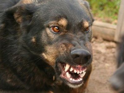 В Литве запретили бойцовских собак держать в многоквартирных домах


  - Литва и страны Балтии