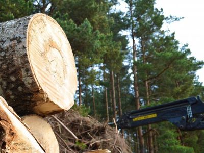 Medienos kainos, artėjant šildymo sezonui - Energetika
