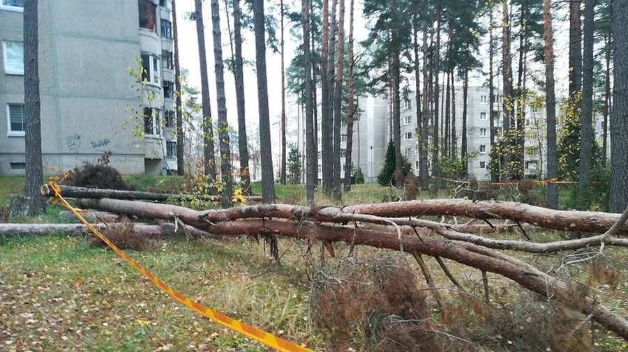 Когда участки государственного леса передадут самоуправлению? (видео) - В Висагинасе