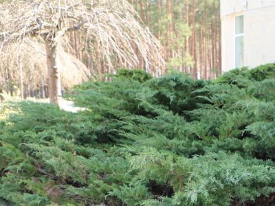 Хотите посадить деревья или кустарники? Перед этим вам нужно будет получить разрешение - В Висагинасе