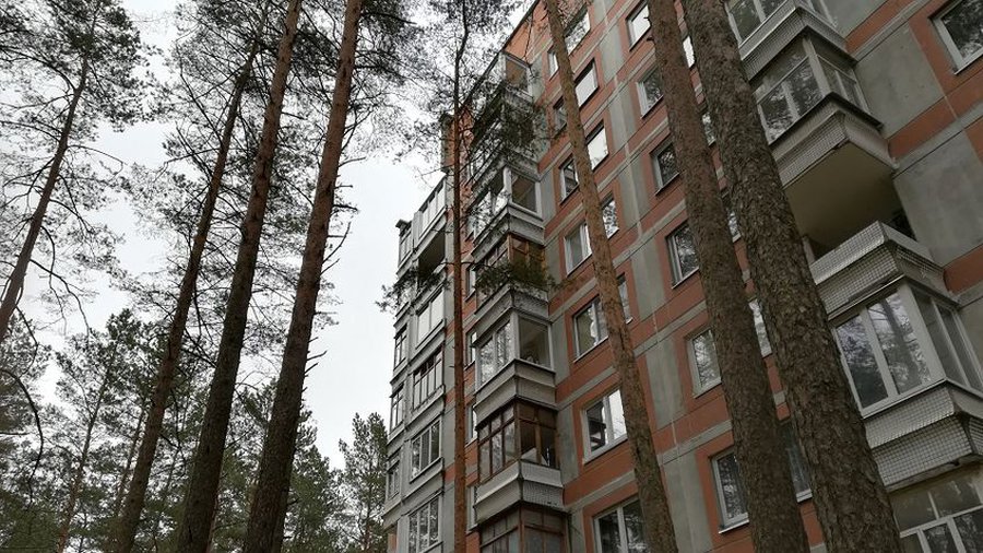Самоуправление не решает вопрос вырубки деревьев, если они относятся к государственному лесу - В Висагинасе