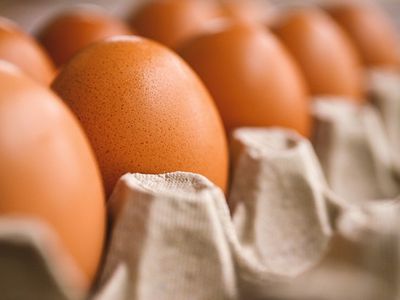 Литва получила разрешение на экспорт яичных продуктов в США - Экономика и бизнес