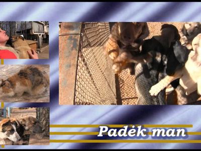Приют для животных «Padėk man» - В Висагинасе