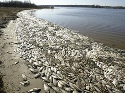 Морское побережье у Клайпеды усеяно тоннами рыбы                                          - Наука и здоровье