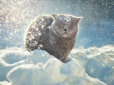 Бесплатная стерилизация бездомных животных - В Висагинасе