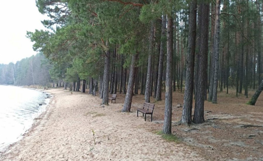 Pristatomas parengtas vidinės miškotvarkos projektas - Visagine