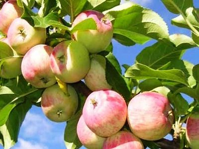 Ученые назвали омолаживающий фрукт
                                 - Наука и здоровье