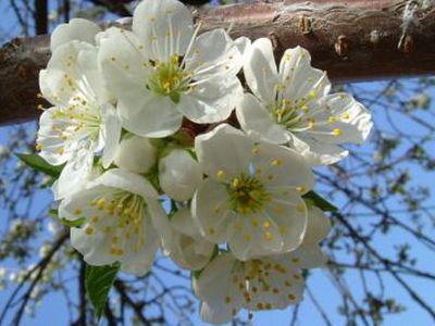 Sinoptikai žada šiltą ir malonią savaitę                 - Lietuva ir Baltijos šalys