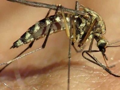 Комары мутанты спасут Бразилию - Наука и здоровье