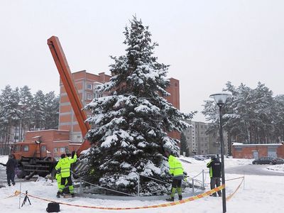 Главная висагинская елка – живее всех живых елок в Литве (видео) - В Висагинасе